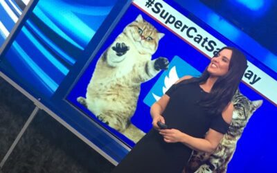 Big Dogs and Super Cats